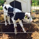 대도목장 이미지