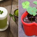 클로버농장 이미지