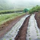 자유농장 이미지