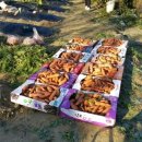 뽑기농장 이미지