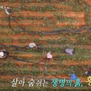 한국인의밥상 의성 황토메기 파는곳