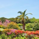 카멜리아힐 이미지