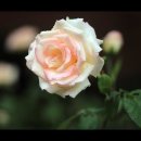 Tol &amp; Tol - Last Night Serenade 이미지
