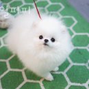 스타일 퍼피 이미지