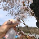 봄꽃햄스터 이미지