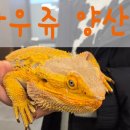 와우쥬 양산점 이미지