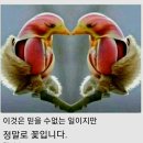 닐리리 이미지
