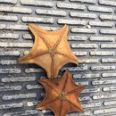 매일좌대 이미지