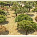 택수목장 이미지