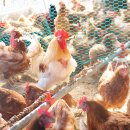 세진네달걀 이미지