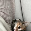 처음동물병원 이미지