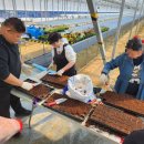 아산 장애인 직업재활시설 | 아산시, 장애인 직업재활시설 메종드에스쁘아 초화류 생산 본격 가동