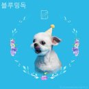 블루밍독 | 북구 동물병원 블루밍독 솔직후기