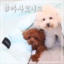 까사모니크 이미지