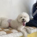 땡큐 베리 도그 네이버블로그