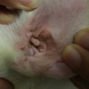 🐶 프렌치불독 빠찌의 귀 치료 후기 | 봉명동 4살 아이