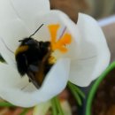 수정벌마야 이미지