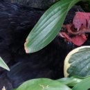 부화목장 이미지