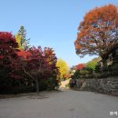 11545-06-25-11 | 영주 부석사-풍기인삼시장 25년 11월06일 (목)