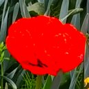 국제꽃식물원 이미지