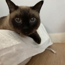 서진동물병원 이미지