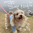 돈대로 - 안산시 상록구 용신로 390 | [강화] 애견동반여행 분오리돈대 방문후기