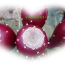 경호농장 이미지