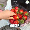옥정농장 | 양주 딸기체험 농장 베리미팜에서 딸기디저트도 만들어요