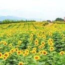 해바라기푸드 이미지