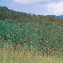 돌실나이 이미지