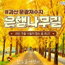 11/5일) 속리산단풍/말티재전망대/문광저수지은행나무 이미지