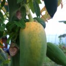 태인농장 이미지