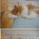 네코오뎅 이미지