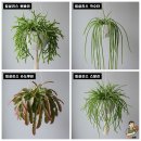 뽀빠이카 이미지