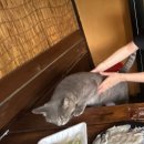 아침풍경민박 | [강릉 복돌이네민박] 귀여운게 세상을 구한다🐶🐱💕 재방문의사1000% 숙박 후기