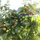 윤정희농장 이미지