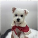 뽀그리독 이미지