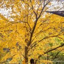 엔로즈 | 할로윈 기념 즐거운 양평여행 이야기