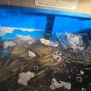 장어광장 | 관저동 마치광장 내돈내산 몸보신 장어대가