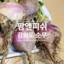 신진팜 | 강화도순무 추천 팜앤피쉬 햇순무 김치만든 후기