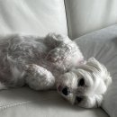 브레드댕댕 이미지