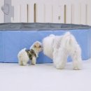 플러피 퍼피 이미지