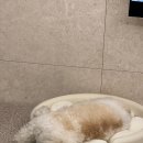 도기크루 이미지