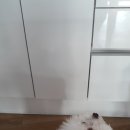 코코부엉이 이미지