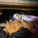 이리온 양재점 이미지