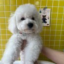 THE 이쁘개 이미지