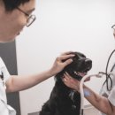 링크동물의료센터 이미지