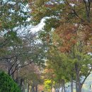 중국단풍길 이미지