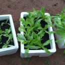 지리산꾸지뽕농장 이미지