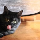 행복한 고양이 이미지